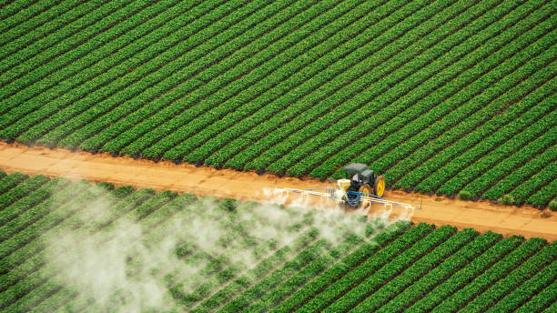 Best Ant Control Services  in San Pablo, CA