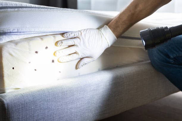 Best Bed Bug Extermination  in San Pablo, CA