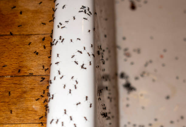 Best Affordable Pest Control Services  in San Pablo, CA